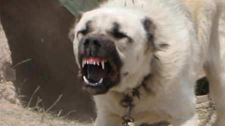 Sinirlenmiş köpek