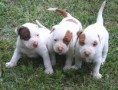 /album/resim-galerisi/pit-bull-terrier-puppies-jpg/